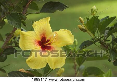 Stock Photo - Hawaii, Yellow Hibiscus Blossom With A Bright Red Center.. Fotosearch