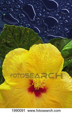 Hawaii, Yellow Hibiscus Flower On Blue Background Water Drops, Studio Shot View Large Photo Image Stock Image - Hawaii, Yellow Hibiscus Flower On Blue Background Water Drops, Studio Shot. Fotosearch