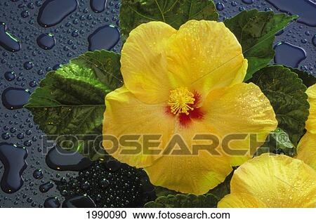 Stock Image - Hawaii, Yellow Hibiscus Flowers On Blue Background Water Drops, Studio Shot. Fotosearch