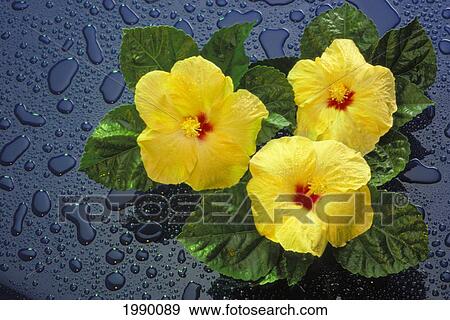 Stock Photo - Hawaii, Yellow Hibiscus Flowers On Blue Background Water Drops, Studio Shot. Fotosearch