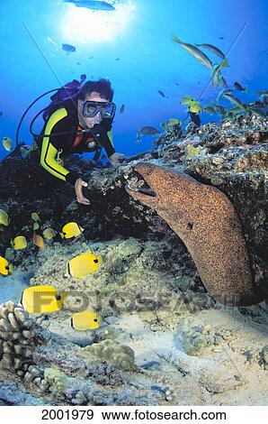 Hawaii, Yellow Margin Moral Eel And Diver (Gymnothorax Flavomarginatus) Close-Up View Large Photo Image Stock Photo - Hawaii, Yellow Margin Moral Eel And Diver (Gymnothorax Flavomarginatus) Close-Up. Fotosearch