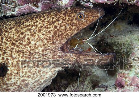 Hawaii, Yellow Margin Moral Eel With Cleaner Shrimp In Mouth, Close-Up View Large Photo Image Stock Image - Hawaii, Yellow Margin Moral Eel With Cleaner Shrimp In Mouth, Close-Up. Fotosearch
