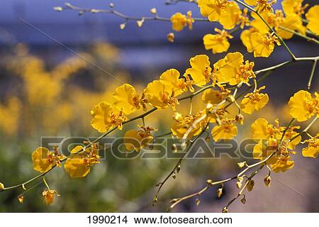 Hawaii, Yellow Orchids Growing In Farm View Large Photo Image Picture - Hawaii, Yellow Orchids Growing In Farm. Fotosearch