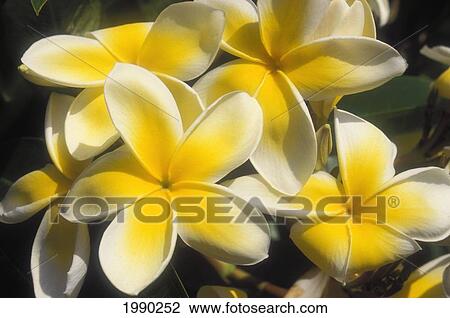 Hawaii, Yellow Plumeria Flowers On Tree View Large Photo Image Stock Image - Hawaii, Yellow Plumeria Flowers On Tree. Fotosearch