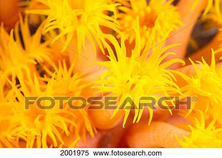 Stock Photography - Hawaii, Yellow Soft Coral, Cup Coral, Close-Up Detail. Fotosearch