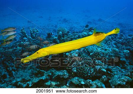 Stock Image - Hawaii, Yellow Trumpetfish (Aulostomus Chinensis) With Coral Reef, Turquoise Ocean. Fotosearch