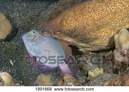 Stock Photo - Hawaii, Yellowmargin Moral Eel (Gymnothorax Flavimarginatus) Feeding On A Surgeonfish At Night.. Fotosearch