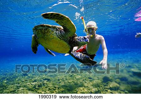 Hawaii, Young Boy Snorkeling Underwater With Green Sea Turtle View Large Photo Image Stock Photo - Hawaii, Young Boy Snorkeling Underwater With Green Sea Turtle. Fotosearch