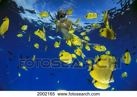 Hawaii, Young Girl Snorkels At Surface, Butterflyfish, Blue Ocean View Large Photo Image Stock Photography - Hawaii, Young Girl Snorkels At Surface, Butterflyfish, Blue Ocean. Fotosearch