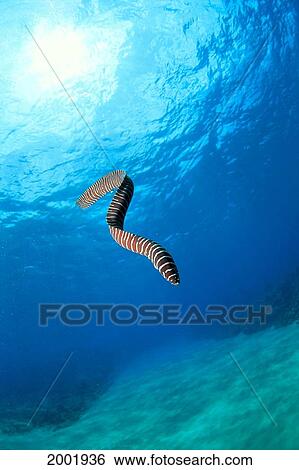 Hawaii, Zebra Moral Eel (Gymnomuraena Zebra) Swims Midwater With Sunburst View Large Photo Image Stock Photograph - Hawaii, Zebra Moral Eel (Gymnomuraena Zebra) Swims Midwater With Sunburst. Fotosearch