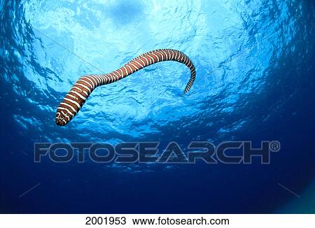 Hawaii, Zebra Moral Eel Swims Through Clear Blue Water With Sunburst, Full Body Shot (Gymnomuraena Zebra) View Large Photo Image Stock Image - Hawaii, Zebra Moral Eel Swims Through Clear Blue Water With Sunburst, Full Body Shot (Gymnomuraena Zebra). Fotosearch
