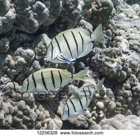 Stock Photo - Hawaiian Cleaner Wrasse (Labroides phthirophagus) removing parasites from a Convict Suregonfish's (Acanthurus triostegus) gill cavity; Kona, Island of Hawaii, Hawaii, United States of America. Fotosearch