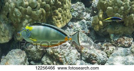 Hawaiian Cleaner Wrasse (Labroides phthirophagus) approaching an Orangespine Surgeonfish (Naso lituratus); Kona, Island of Hawaii, Hawaii, United States of America View Large Photo Image Stock Photograph - Hawaiian Cleaner Wrasse (Labroides phthirophagus) approaching an Orangespine Surgeonfish (Naso lituratus); Kona, Island of Hawaii, Hawaii, United States of America. Fotosearch