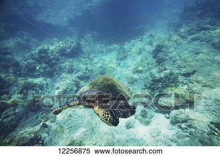Hawaiian Green Sea turtle, (Chelonia Mydas); Wailea, Maui, Hawaii, United States of America View Large Photo Image Stock Photography - Hawaiian Green Sea turtle, (Chelonia Mydas); Wailea, Maui, Hawaii, United States of America. Fotosearch