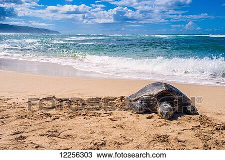 Hawaiian Green Sea Turtle known as L-1 Brutus sunbathes on Turtle beach on the North Shore of Oahu; Oahu, Hawaii, United States of America View Large Photo Image Stock Image - Hawaiian Green Sea Turtle known as L-1 Brutus sunbathes on Turtle beach on the North Shore of Oahu; Oahu, Hawaii, United States of America. Fotosearch