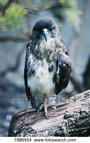 Picture - Hawaiian Hawk I'o (Buteo Solitarius), Perched On Branch, View From Front.. Fotosearch