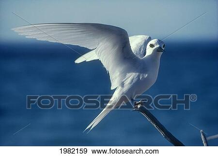 Hawaiian Islands National Wildlife Refuge, Tern Island, Common Fairy Tern (Gygis alba) also known as White Tern View Large Photo Image Stock Photo - Hawaiian Islands National Wildlife Refuge, Tern Island, Common Fairy Tern (Gygis alba) also known as White Tern. Fotosearch