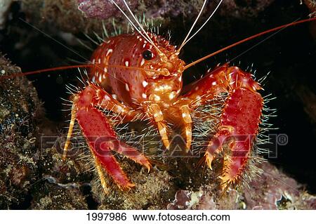 Hawaiian Lobster, Front View (Enoplometopus Occidentalis) A89G View Large Photo Image Stock Photograph - Hawaiian Lobster, Front View (Enoplometopus Occidentalis) A89G. Fotosearch