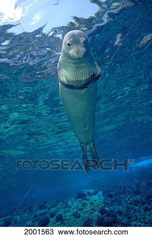 Stock Image - Hawaiian Monk Seal Looking At Camera, Surface Visible Endemic. Fotosearch