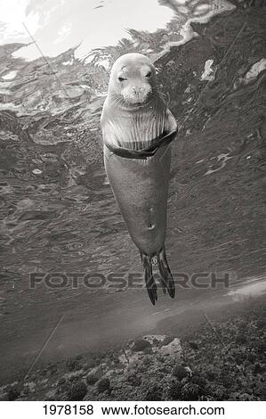 Stock Photo - Hawaiian Monk Seal Looking At Camera Underwater Near Ocean Surface (Sepia Photograph).. Fotosearch