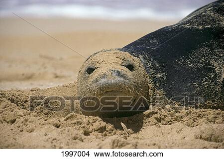Picture - Hawaiian Monk Seal (Monachus Schauinslandi) On Beach With Sand On Face A96G. Fotosearch