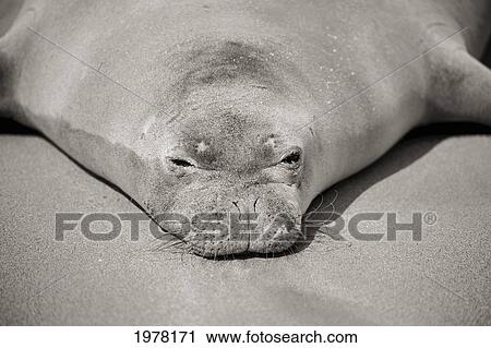 Stock Image - Hawaiian Monk Seal (Monachus Schauinslandi) On Beach, Close-Up Of Head And Shoulders (Sepia Photograph).. Fotosearch