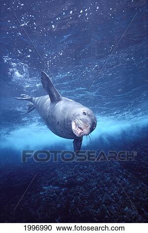Stock Image - Hawaiian Monk Seal (Monachus Schauinslandi) With Mouth Open Swimming Downward A96F. Fotosearch