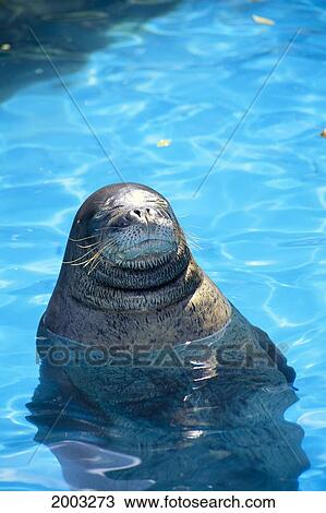 Hawaiian Monk Seal (Monachus Schauinslandi) Head Out Of Water, Endangered, In Captivity View Large Photo Image Stock Image - Hawaiian Monk Seal (Monachus Schauinslandi) Head Out Of Water, Endangered, In Captivity. Fotosearch