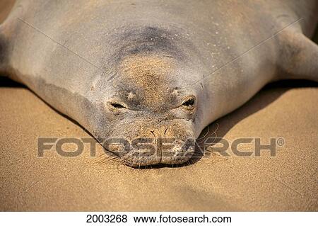 Hawaiian Monk Seal (Monachus Schauinslandi) Head And Shoulders Close-Up View Large Photo Image Stock Photo - Hawaiian Monk Seal (Monachus Schauinslandi) Head And Shoulders Close-Up. Fotosearch