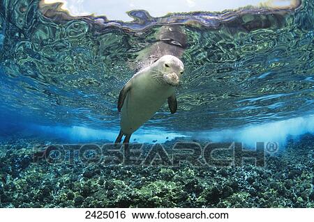 Stock Photograph - Hawaiian monk seal (Monachus schauinslandi) over reef, nr surface w/ refelctions. Fotosearch