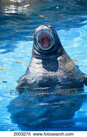 Hawaiian Monk Seal (Monachus Schauinslandi) Mouth Open, Half Out Of Water, Captivity View Large Photo Image Stock Photography - Hawaiian Monk Seal (Monachus Schauinslandi) Mouth Open, Half Out Of Water, Captivity. Fotosearch