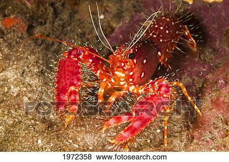 Stock Photo - Hawaiian Or Western Lobster (Enoplometopus Occidentalis) On The Ocean Floor.. Fotosearch