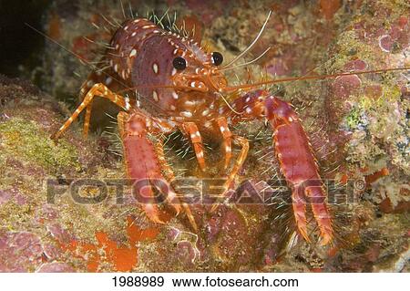 Stock Photo - Hawaiian Or Western Lobster, (Enoplometopus Occidentalis) Front View. Fotosearch
