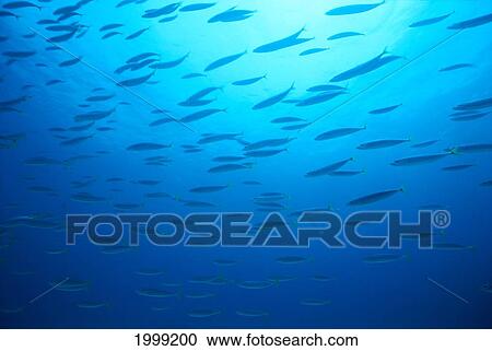 Hawaiian Reef Fish Silhouetted At Surface With Sunburst B1939 View Large Photo Image Stock Image - Hawaiian Reef Fish Silhouetted At Surface With Sunburst B1939. Fotosearch