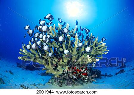 Picture - Hawaiian Reef Scene With Antler Coral And Reef Fish, Sunburst In Clear Blue Water. Fotosearch