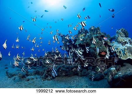 Stock Image - Hawaiian Reef Scene With Pennant Fish (Heniochus Diphreutes) Sunburst B1915. Fotosearch
