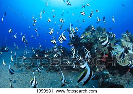 Stock Image - Hawaiian Reef Scene With Pennantfish (Heniochus Diphreutes) C1950. Fotosearch