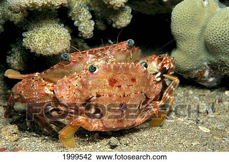 Stock Image - Hawaiian Swimming Crabs Mating, (Charybdis Hawaiiensis) C1940. Fotosearch