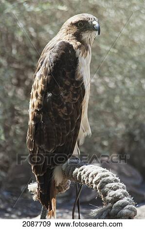 Stock Photo - Hawk (Accipiter Gentilis), Desert Museum, Saltillo, Coahuila, Mexico. Fotosearch