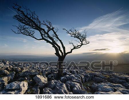 Stock Photograph - Hawthorne Tree On Limestone Pavement. Fotosearch