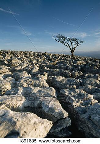 Hawthorne Tree On Limestone Pavement View Large Photo Image Stock Photography - Hawthorne Tree On Limestone Pavement. Fotosearch