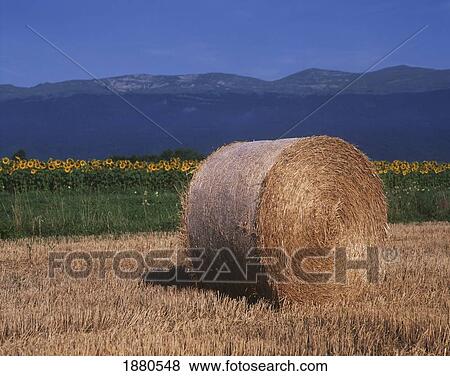 Hay Bale In Field View Large Photo Image Stock Photo - Hay Bale In Field. Fotosearch