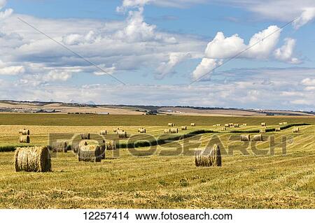 Picture - Hay bales in a mostly cut rolling field with clouds and blue sky; Alberta, Canada. Fotosearch