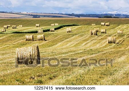Hay bales in a mostly cut rolling field with clouds and blue sky; Alberta, Canada View Large Photo Image Stock Photography - Hay bales in a mostly cut rolling field with clouds and blue sky; Alberta, Canada. Fotosearch