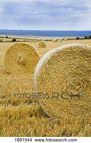 Picture - Hay Bales In Field At Coast. Fotosearch