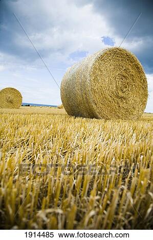 Hay Bales In Field At Coast View Large Photo Image Stock Photography - Hay Bales In Field At Coast. Fotosearch