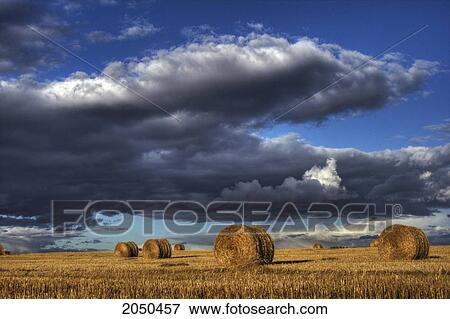 Stock Photo - Hay Bales Under Cumulus Clouds In Autumn, Rural Alberta. Fotosearch