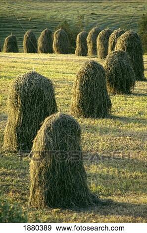 Hay Stacks Lined Up In Green Fields View Large Photo Image Stock Photo - Hay Stacks Lined Up In Green Fields. Fotosearch