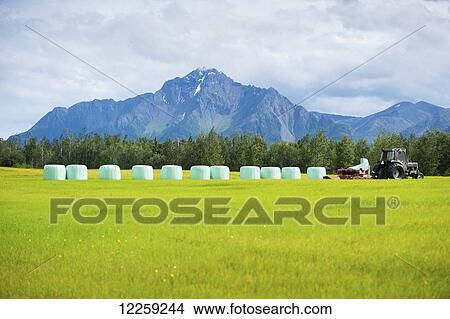 Picture - Haylage on a farm; Palmer, Alaska, United States of America. Fotosearch