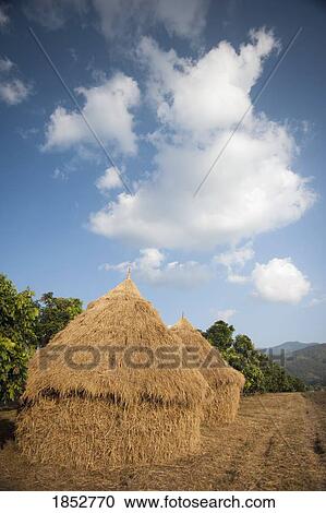 Haystacks Made From Rice Stalks, Thailand View Large Photo Image Stock Image - Haystacks Made From Rice Stalks, Thailand. Fotosearch